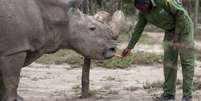 Sudan, o último rinoceronte branco do norte macho, que morreu em março de 2018  Foto: Reuters / BBC News Brasil