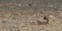 Escorpiões gostam de lugares escuros e úmidos  Foto: Meet Poddar / iStock