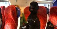 Um cão da raça poodle foi fotografado sentado em um tem da Virgin Trains na Inglaterra.  Foto: Twitter / @VanBird / imagem cedida pela responsável / Estadão