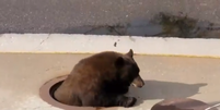Nos EUA, um urso se escondeu de uma tempestade dentro do sistema de esgoto  Foto: Twitter / Reprodução