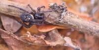 A falsa-viúva-negra costuma se alimentar de insetos, animais invertebrados e até de outras aranhas  Foto: Getty Images / BBC News Brasil
