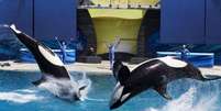 O SeaWorld defende oferecer 'incrível cuidado' aos animais e ajudar com a proteção de espécies  Foto: Reuters / BBC News Brasil