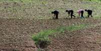 Fazenda em província norte-coreana de Phyongan do Norte 20/06/2015 REUTERS/Jacky Chen  Foto: Reuters