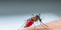 A malária é uma doença infecciosa febril aguda causada por protozoários transmitidos pela fêmea infectada do mosquito Anopheles  Foto: Smuay / iStock