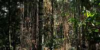 Homem corta árvore na Floresta Amazônica perto de Itaituba
 7/8/2017    REUTERS/Nacho Doce   Foto: Reuters