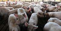 Cria&ccedil;&atilde;o de porcos 
05/07/2018 
REUTERS/Scott Morgan  Foto: Reuters