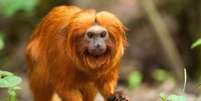 No Brasil, o mico-leão-dourado é um dos principais motivos de preocupação  Foto: Getty Images / BBC News Brasil