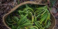 A baunilha &eacute; o fruto de orqu&iacute;deas trepadeiras onde nascem favas como essas, ap&oacute;s as floradas, recheadas de sementinhas do produto  Foto: Fellipe Abreu / BBC News Brasil
