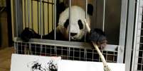 Panda Yang Yang segura pincel atrás de pinturas feitas por ela no zoológico de Viena 10/08/2018 REUTERS/Heinz-Peter Bader  Foto: Reuters