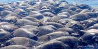 Depois de se enroscarem em rede de pesca ilegal, centenas de tartarugas com risco de extinção morrem no México  Foto: DEFESA CIVIL DE OAXACA / BBC News Brasil