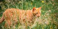 A cidade de Omaui quer proteger a fauna local dos gatos que andam soltos  Foto: Getty Images / BBC News Brasil
