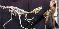 Esqueleto de dinossauro no Museu Nacional, no Rio de Janeiro  Foto: DW / Deutsche Welle