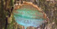 Pesquisadores descobriram que árvore do Pacífico Sul tem 25% de níquel em sua composição  Foto: ANTONY VAN DER ENT / BBC News Brasil