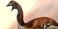 O pássaro gigante de Madagascar, Aepyornis Maximus, pesava meia tonelada e tinha 3 metros de altura. Pesquisas mostram que ele pode ter sido extinto por ação de seres humanos  Foto: SPL / BBC News Brasil