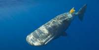 Várias espécies marinhas, desde os menores até baleias gigantes, acabam comendo plástico porque sentem nele cheiro de comida  Foto: Getty Images / BBC News Brasil