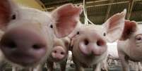 Porcos em fazenda em Lucas do Rio Verde, Mato Grosso, Brasil
28/02/2008
REUTERS/Paulo Whitaker  Foto: Reuters