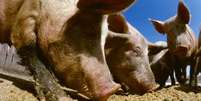 Carolina do Norte é o segundo maior Estado americano em criação de porcos  Foto: SPL / BBC News Brasil