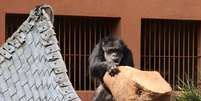 Chimpanzé Black, um dos anciões do zoo de Sorocaba, chegou aos 60 anos  Foto: Gilberg Antunes - PMS / divulgação / Estadão