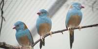 Pesquisadores analisaram o comportamento do cordon-bleu-de-cabeça-azul  Foto: Nao Ota / BBC News Brasil