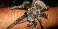 Analgésico feito a partir de substância extraída de aranha é desenvolvido no Brasil  Foto: Vini Christ / BBC News Brasil