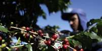 Plantação de café em Espirito Santo do Pinhal, São Paulo
18/05/2012 REUTERS/Nacho Doce  Foto: Reuters