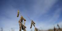 Plantação de soja em Minooka, Estados Unidos
24/09/2014 REUTERS/Jim Young  Foto: Reuters