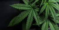 Folha de cannabis  Foto: Yarygin / iStock