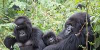 Machos de espécie encontrada em Ruanda dedicam bastante tempo cuidando dos filhotes da comunidade, sendo eles de sua prole ou não  Foto: Tierra Smiley Evans/UC Davis / BBC News Brasil