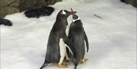 Pinguins  Foto: Reuters