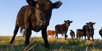 A doença da vaca louca atinge o sistema nervoso dos animais  Foto: Getty Images / BBC News Brasil