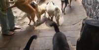 Cães recebem carinho enquanto brincam na creche 'Ossos do Ofício', na Vila Mariana, em São Paulo.  Foto: Divulgação/Ossos do Ofício / Estadão