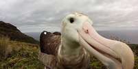 S&oacute; restam 2 mil casais de albatroz-de-trist&atilde;o na ilha de Gough  Foto: Ben Dilley / BBC News Brasil