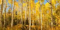 Nem elefante, nem baleia - o maior organismo vivo do mundo, na visão de alguns cientistas, é o bosque Pando  Foto: Getty Images / BBC News Brasil