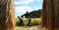 Medida ajudaria a aliviar problema de falta de mão-de-obra em setores como a agricultura  Foto: Getty Images / BBC News Brasil