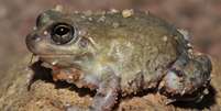 Sapo da espécie Pleurodema diploslister após fenômeno chamado estivação, que ocorre com anfíbios em desertos e onde água é escassa  Foto: Carlos Jared / BBC News Brasil