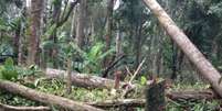 Derrubada aconteceu numa área em que os limites do parque se sobrepõem a uma fazenda de produção de bananas  Foto: Polícia Militar Ambiental/Divulgação / Estadão Conteúdo