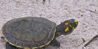 Conhecida como tartaruga-da-amazônia, a 'Podocnemis expansa' tem sobrevivido: 70 mil filhos nascem às margens do Rio Juruá  Foto: Camila Ferrara / BBC News Brasil