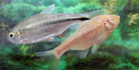 Três partes do genoma destes peixes permitem que eles mesmo 'se curem'  Foto: BHF / BBC News Brasil