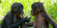 Bonobos fêmeas se unem para vencer machos agressivos - mas são mais inclinadas a fazer amor, e não guerra  Foto: Getty Images / BBC News Brasil