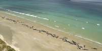 Baleias encalhadas em praia da Nova Zelândia 25/11/2018  New Zealand Department of Conservation/Divulgação via REUTERS  Foto: Reuters