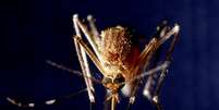 Mosquito  Foto: iStock