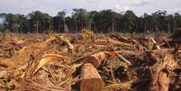Desmatamento da Amazônia caiu 12% entre agosto de 2016 a julho de 2017  Foto: luoman / iStock