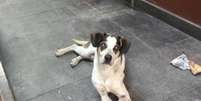 O cachorro que vivia solto na loja do Carrefour teria sido envenenado e espancado até a morte por um segurança  Foto: Reprodução/Facebook / Estadão
