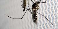 Mosquitos Aedes aegypti em Campinas  Foto: Paulo Whitaker / Reuters