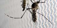 Mosquitos Aedes aegypti em Campinas
 2/2/2016   REUTERS/Paulo Whitaker  Foto: Paulo Whitaker / Reuters