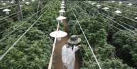 Planta&ccedil;&atilde;o de maconha medicinal em Israel  Foto: Nir Elias / Reuters