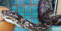 Especialistas acreditam que cobra entrou em piscina para tentar se livrar de carrapatos  Foto: Tony Harrison/Facebook / BBC News Brasil