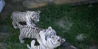Amal, uma f&ecirc;mea de tigre branco, deu &agrave; luz Radesh, Indra e Indira, tr&ecirc;s filhotinhos que foram mostrados ao p&uacute;blico no zool&oacute;gico do 'Beto Carrero World' nesta sexta-feira, 11.  Foto: Guma Miranda / Divulga&ccedil;&atilde;o / Estad&atilde;o