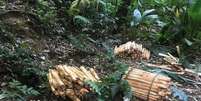 Os palmitos in natura estavam enfeixados para o transporte  Foto: Polícia Militar Ambiental/ Divulgação / Estadão