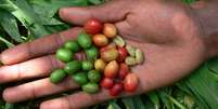 O café arábica, como esse produzido na Etiópia, está entre as diversas variedades que podem desaparecer com a mudança climática  Foto: Aaron Davis/ RBG Kew / BBC News Brasil